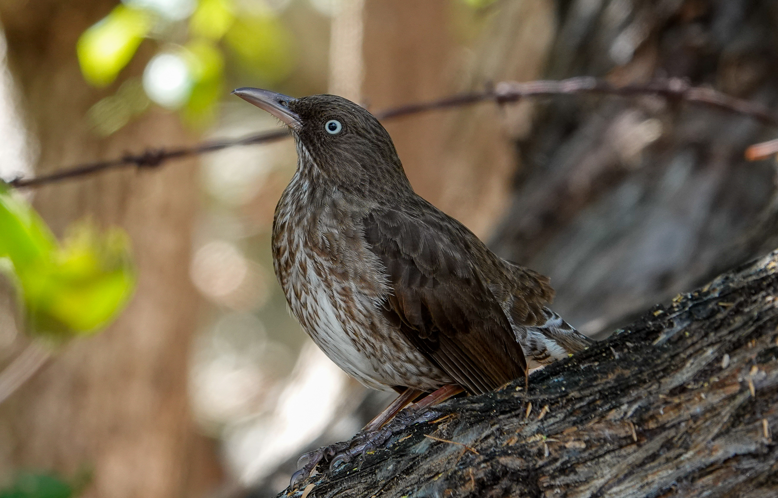 Pearly-eyed Thrasher