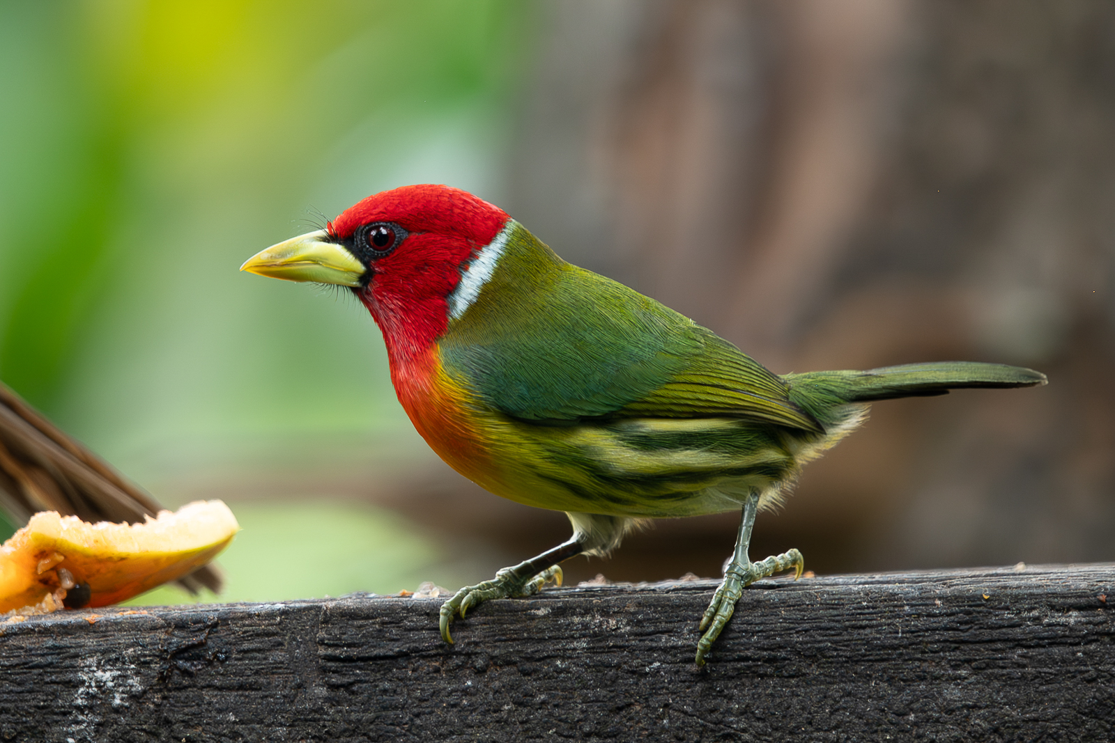 Red-headed Barbet