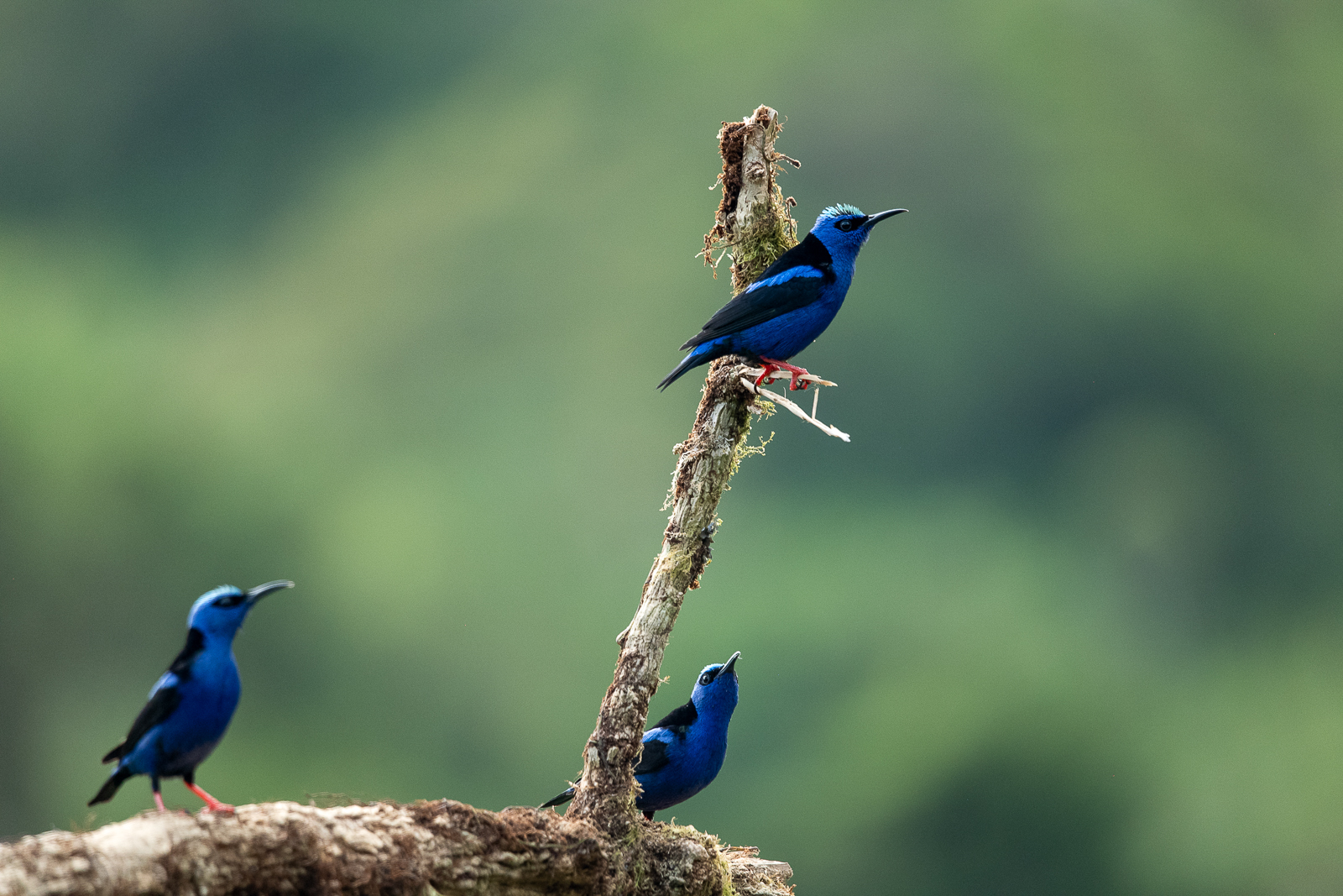 Red-legged Honeycreepers
