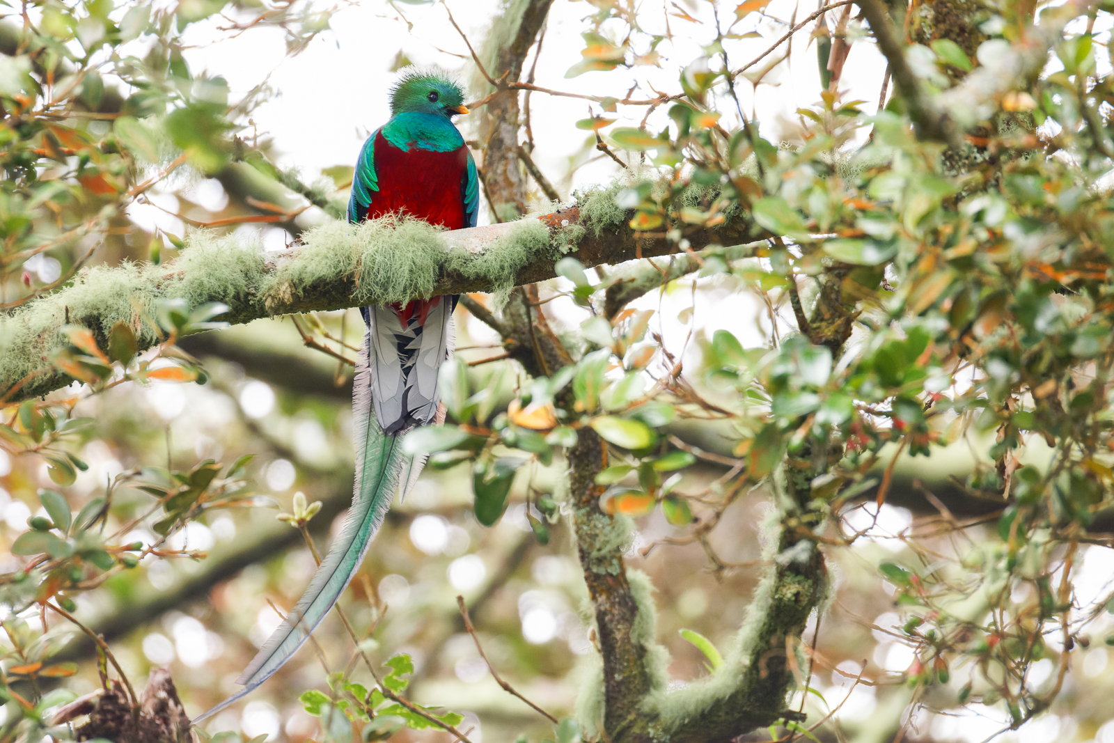 Resplendent Quetzal