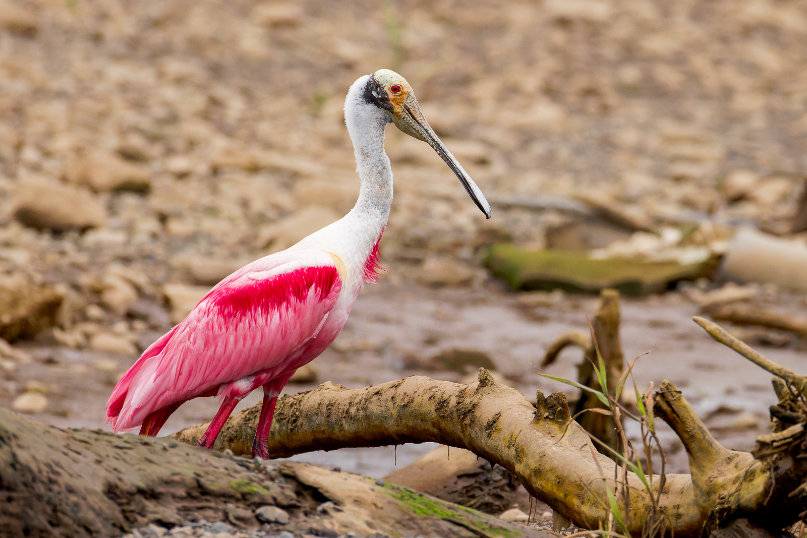 Roseate Spoonbill