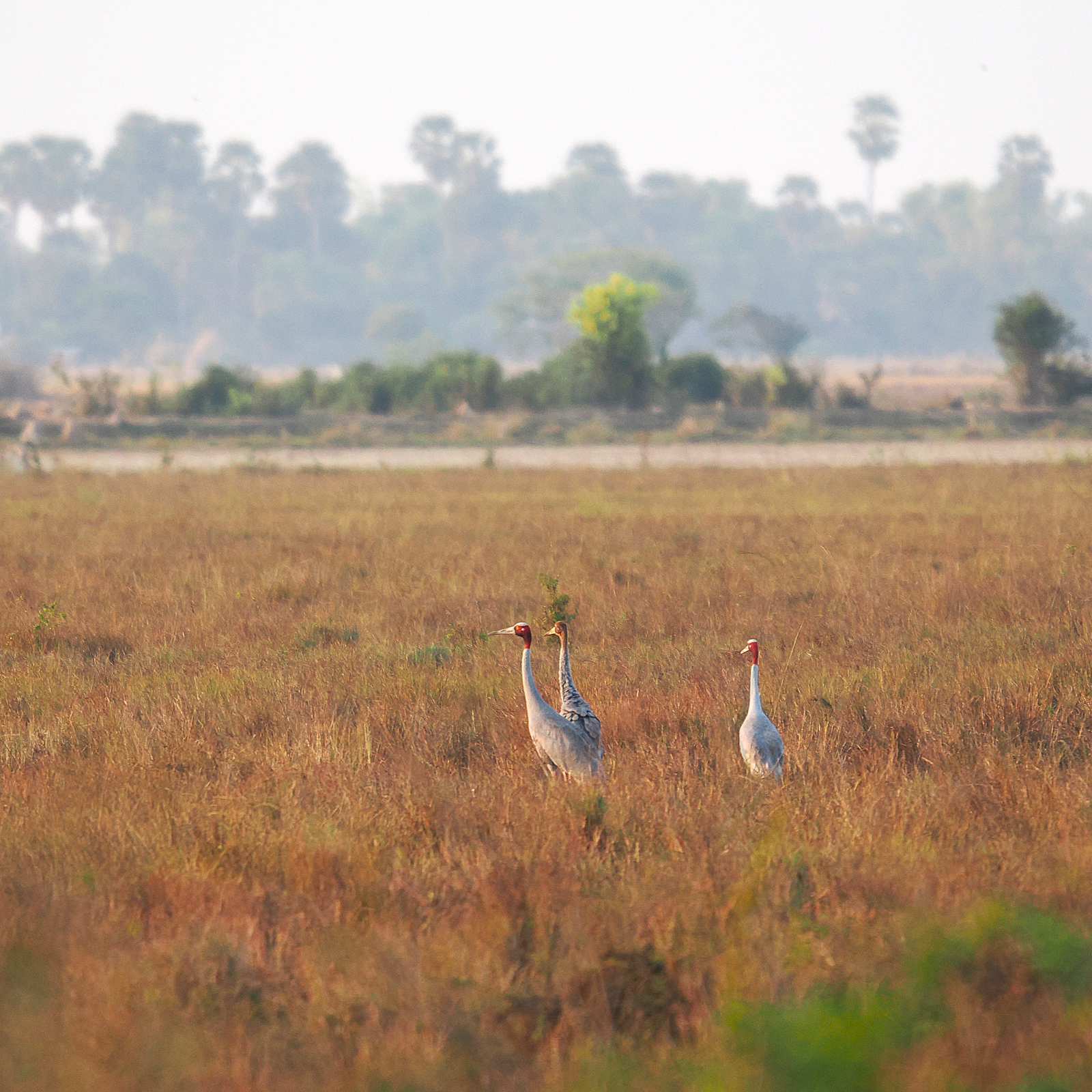 Sarus Crane