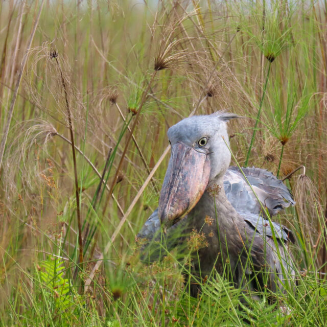 Shoebill