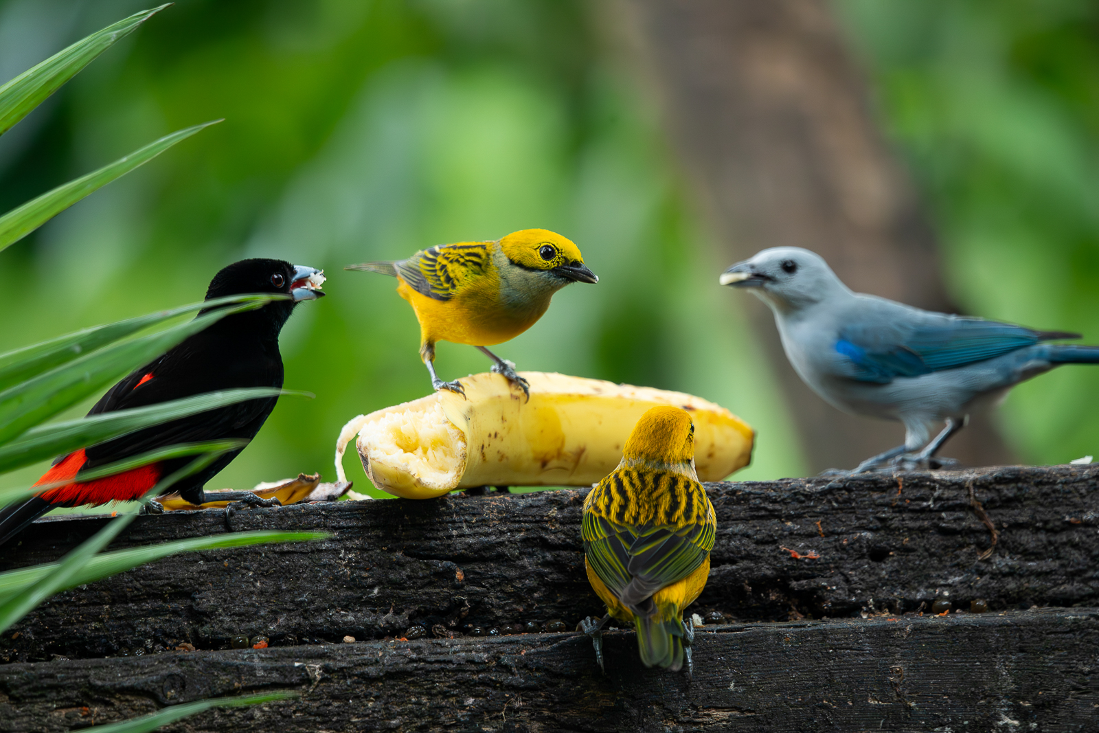 Tanagers at fruit feeder