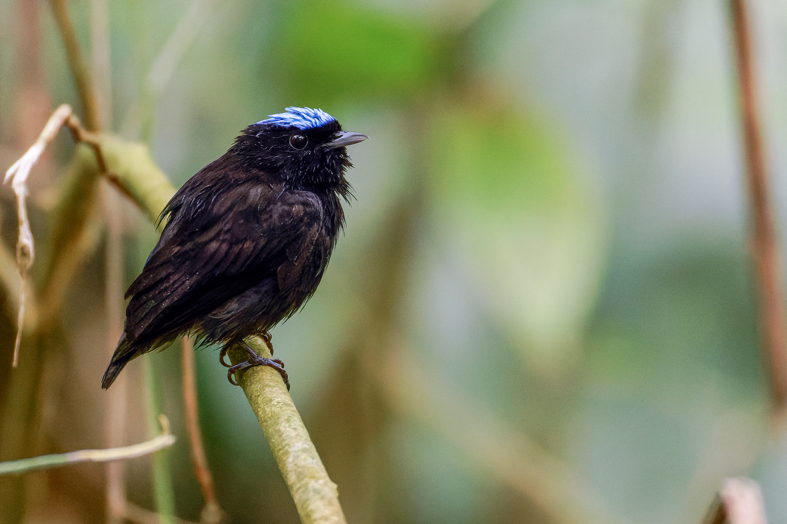 Velvety Manakin