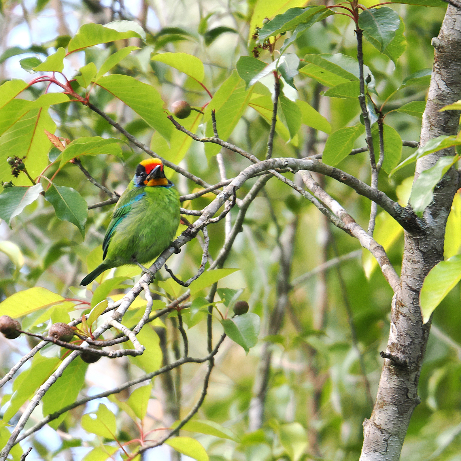Necklaced Barbet