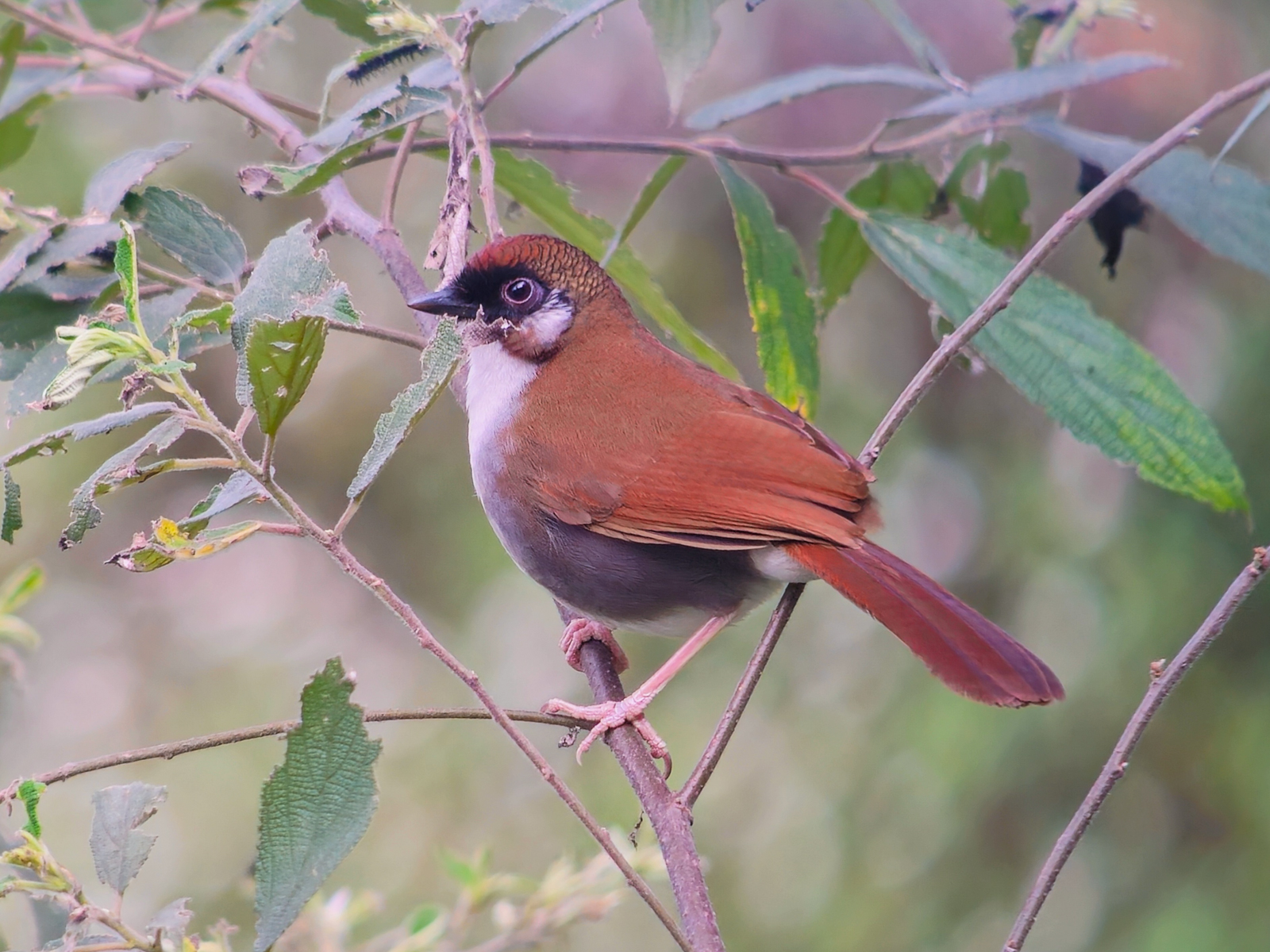 Gray-sided Laughingthrush