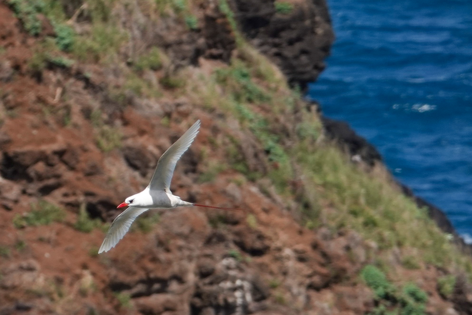 Red-tailed Tropicbird
