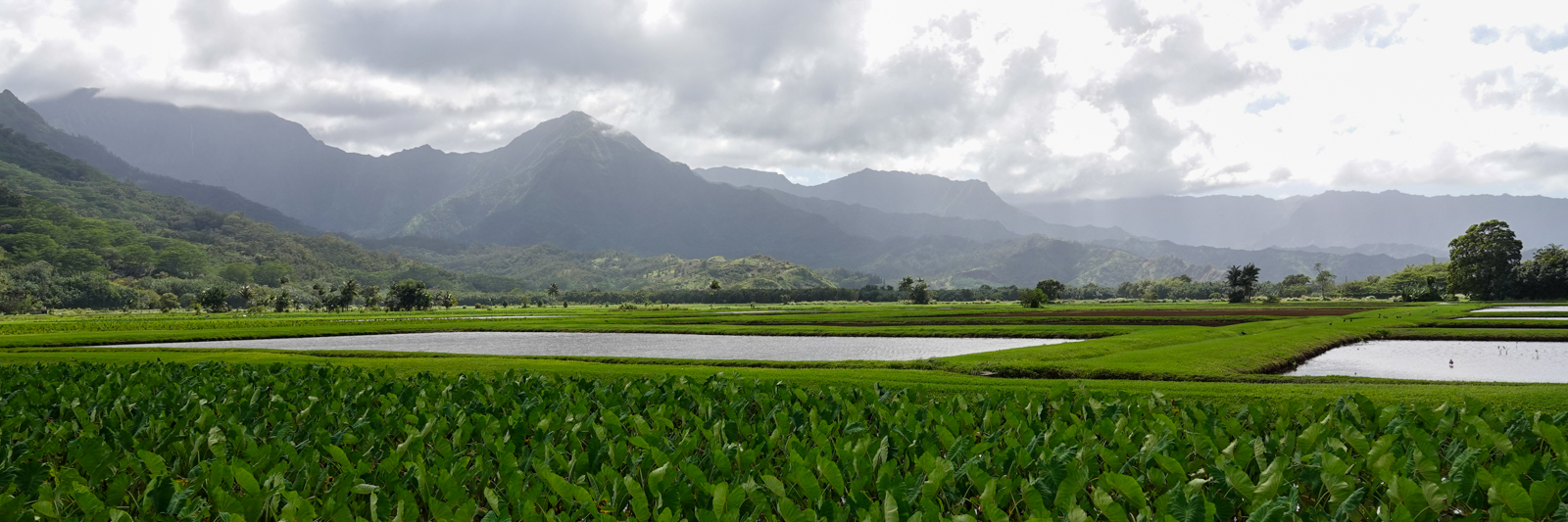 Hanalei NWR