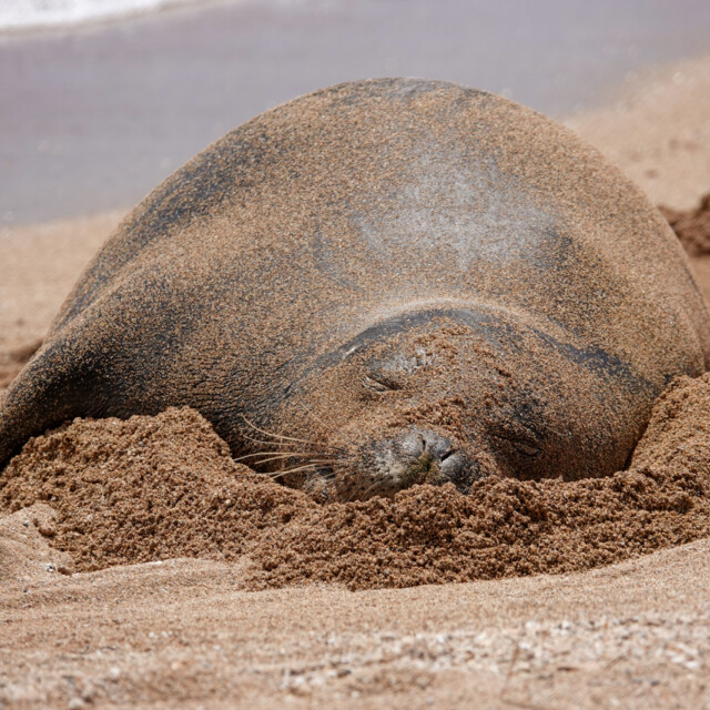 Hawaiian Monk Seal