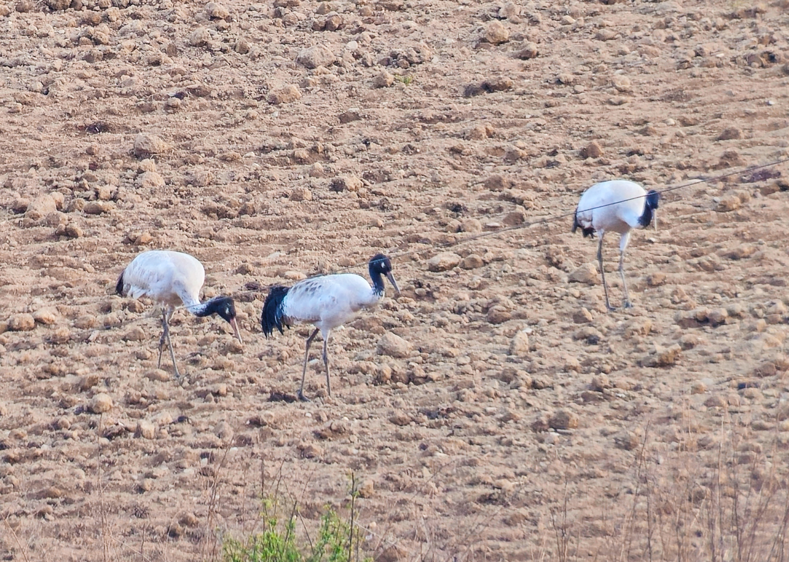 Black-necked Cranes