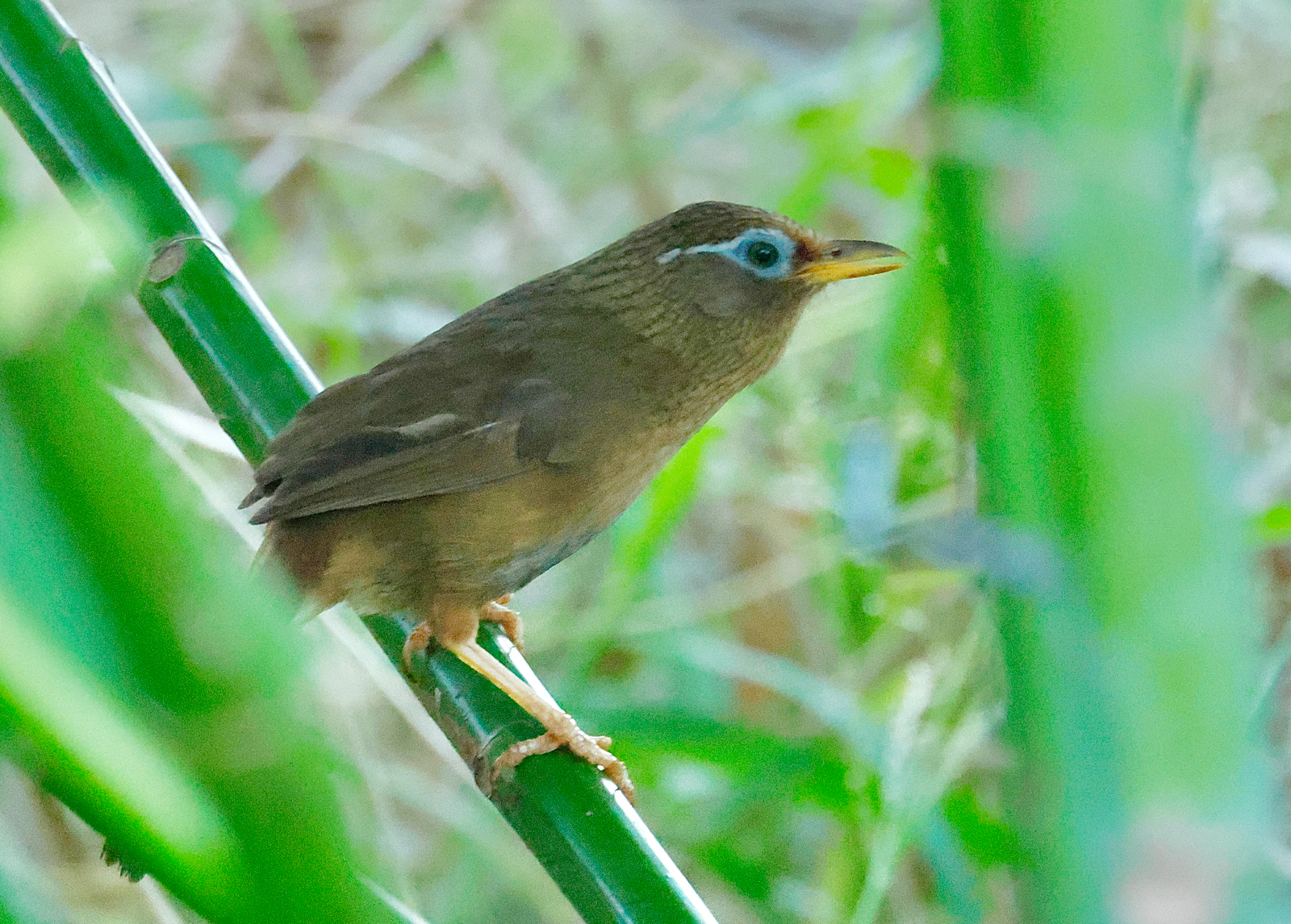 Chinese Hwamai