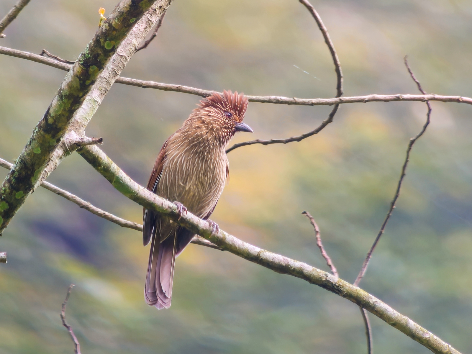 Striated Laughingthrush