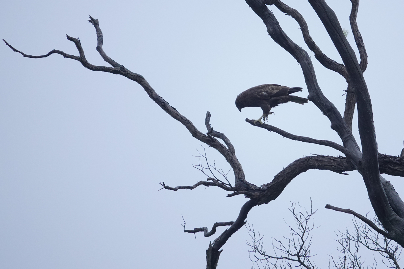 Hawaiian Hawk