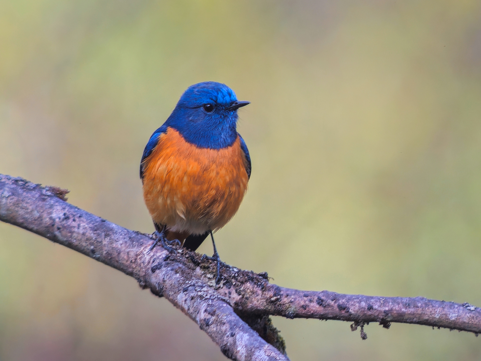 Blue-fronted Redstart