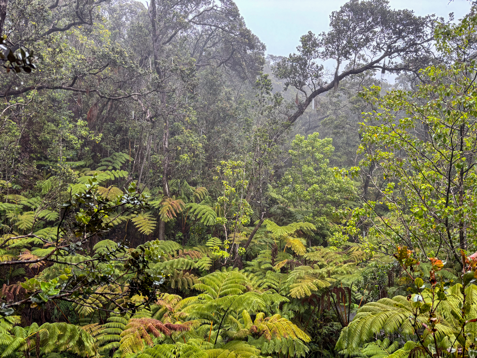 Volcanos NP forest