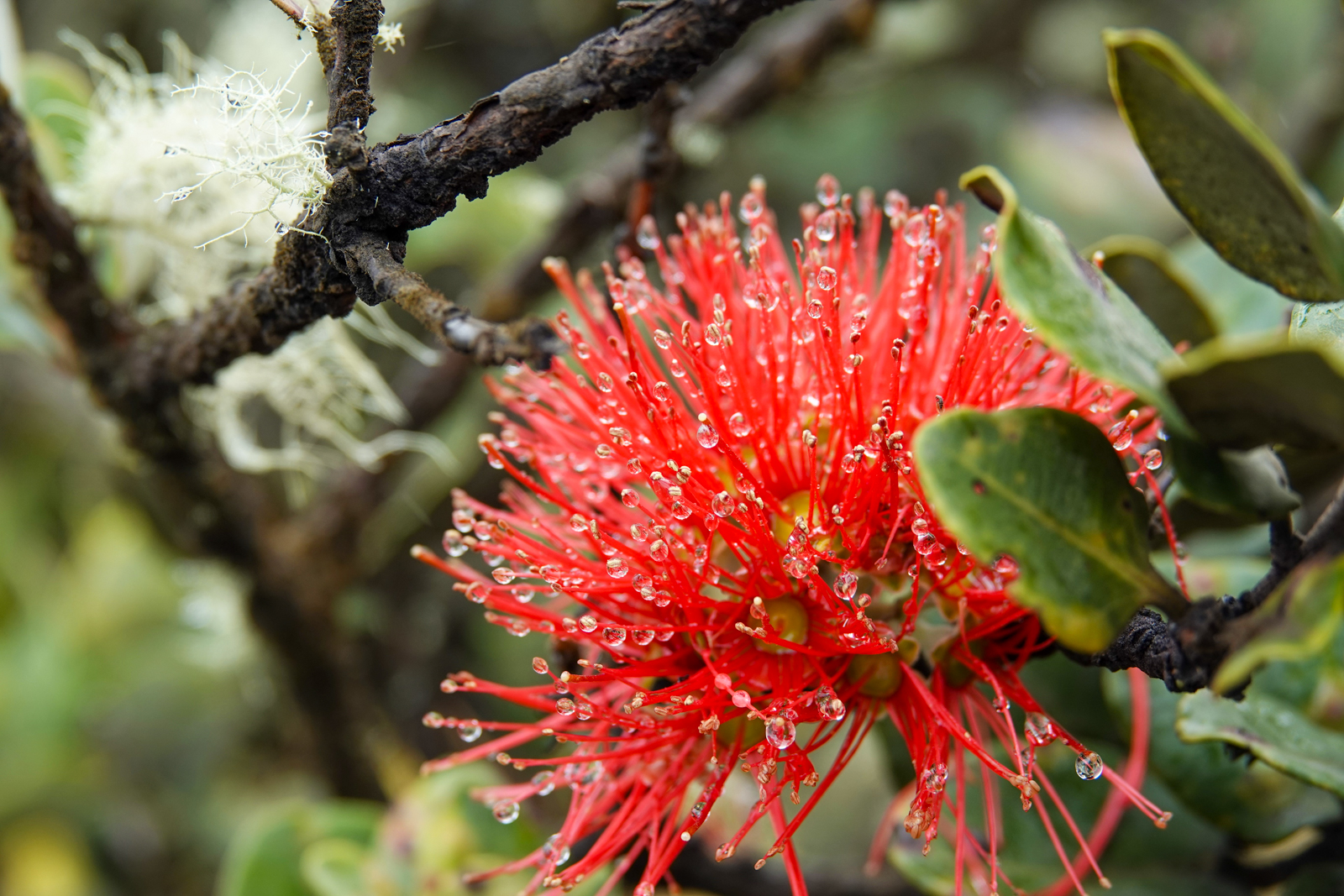 Ohia flower