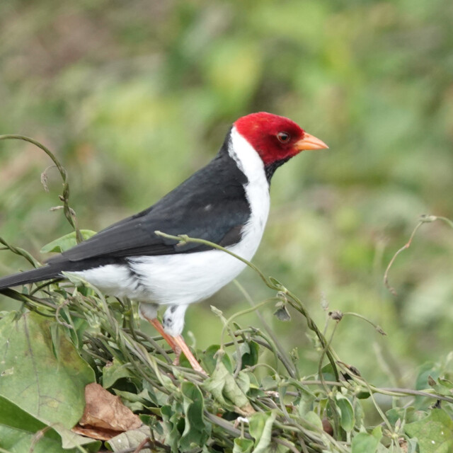 Yellow-billed Cardinal