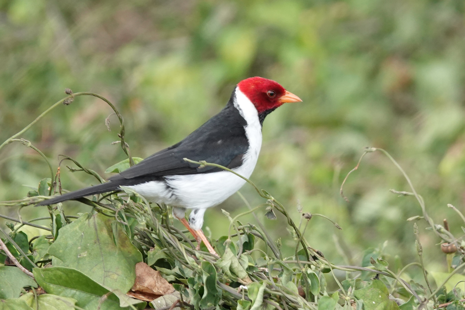 Yellow-billed Cardinal