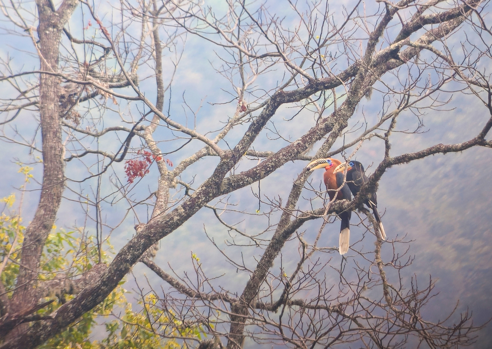 Rufous-necked Hornbills