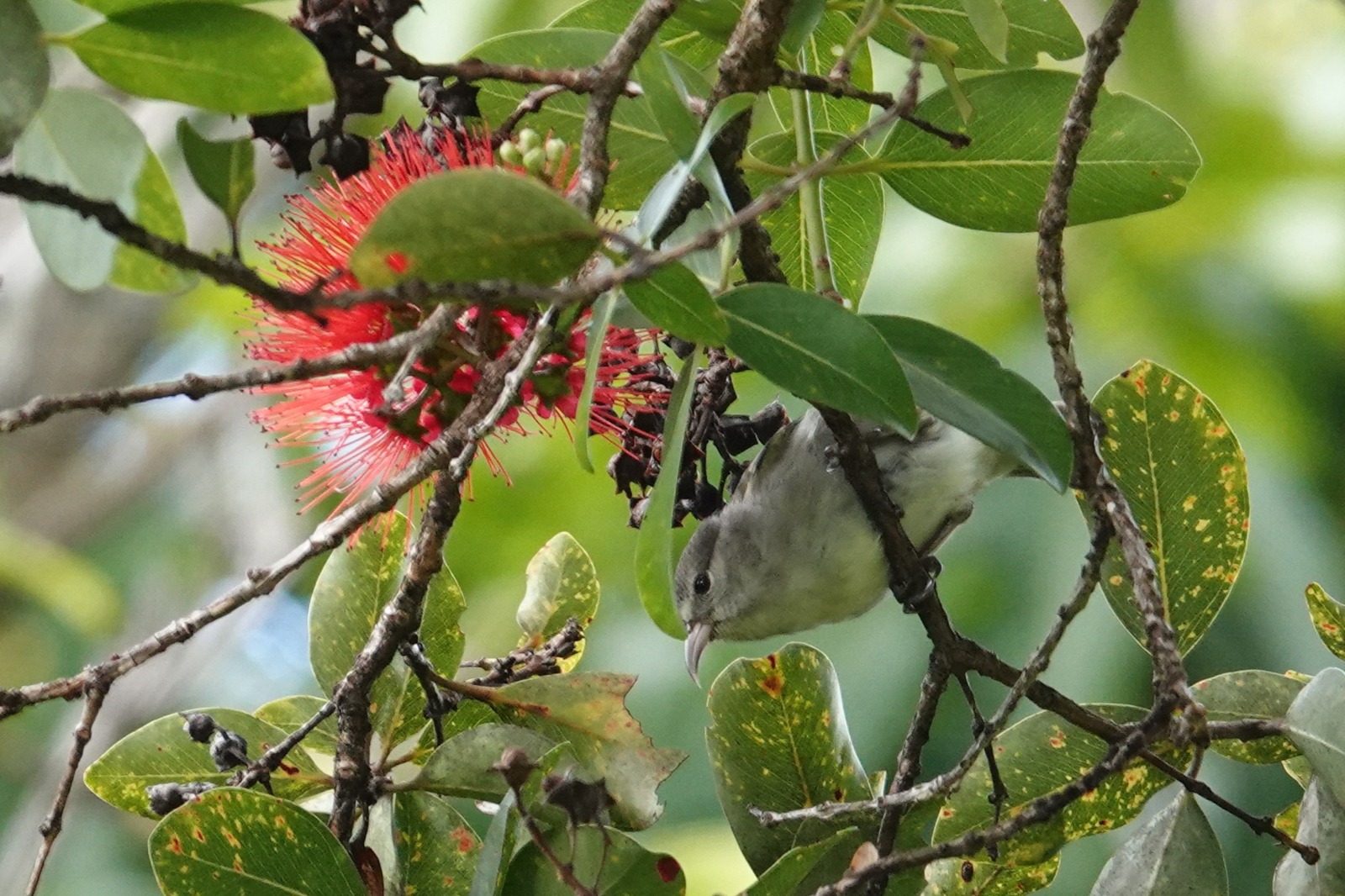 Oahu Amakihi