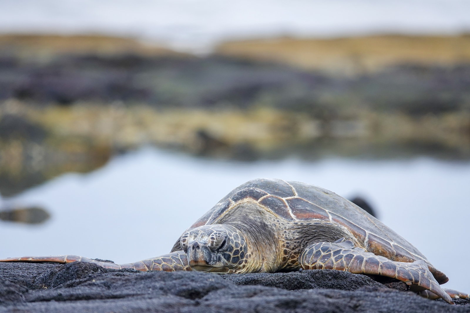 Green Sea Turtle