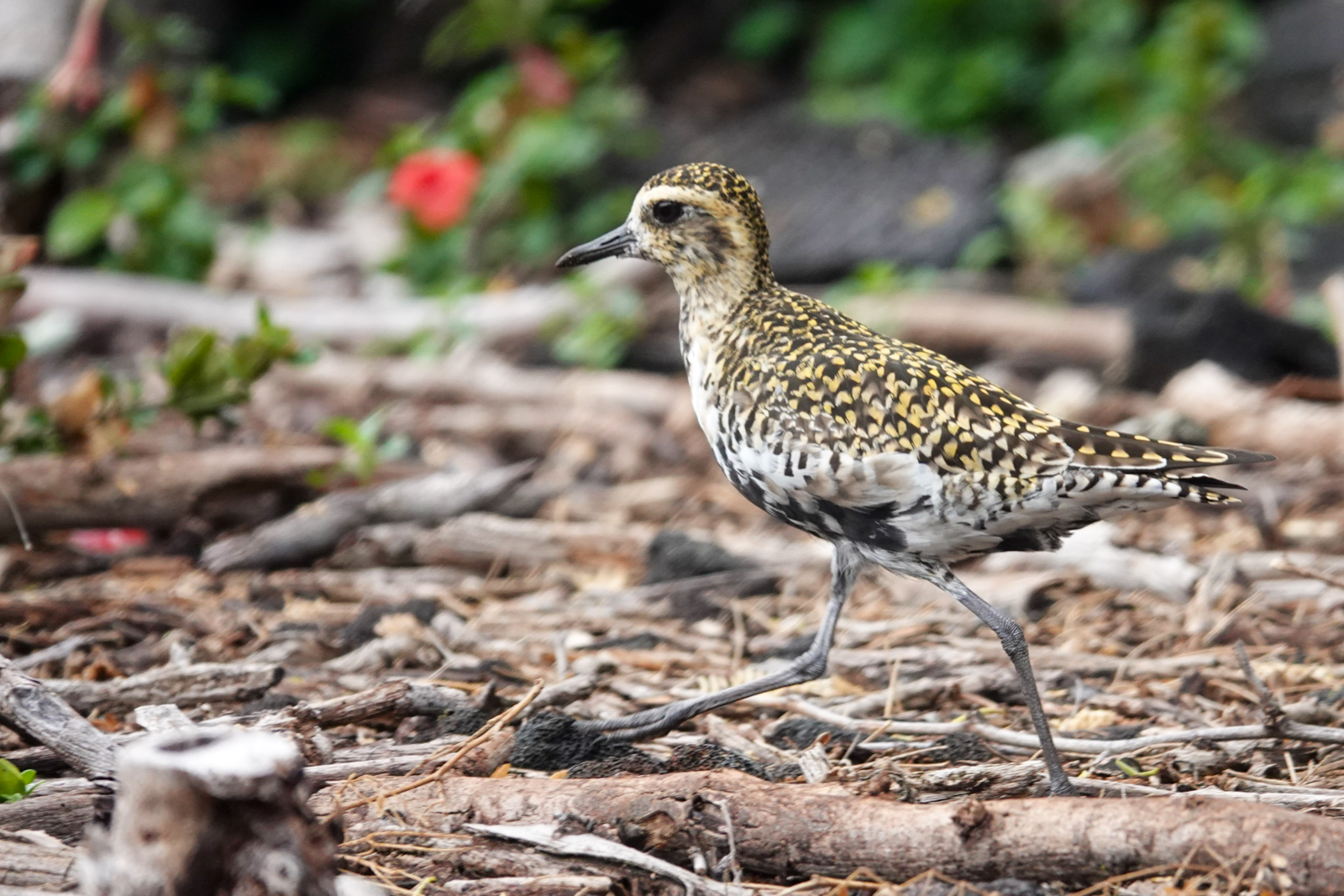 Pacific Golden Plover