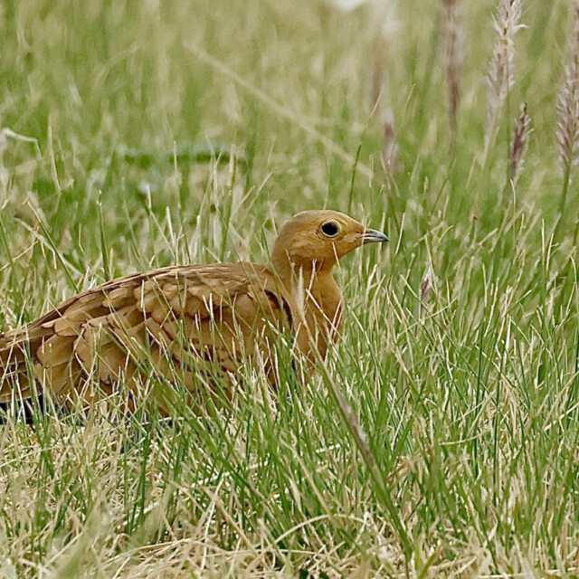 Chestnut-bellied Sandgrouse