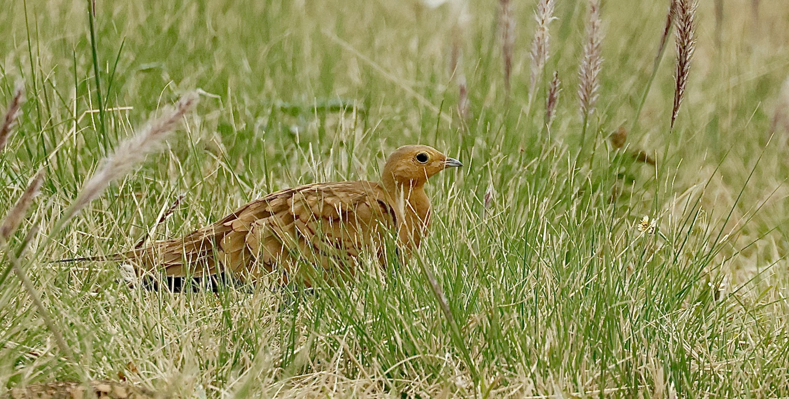 Chestnut-bellied Sandgrouse