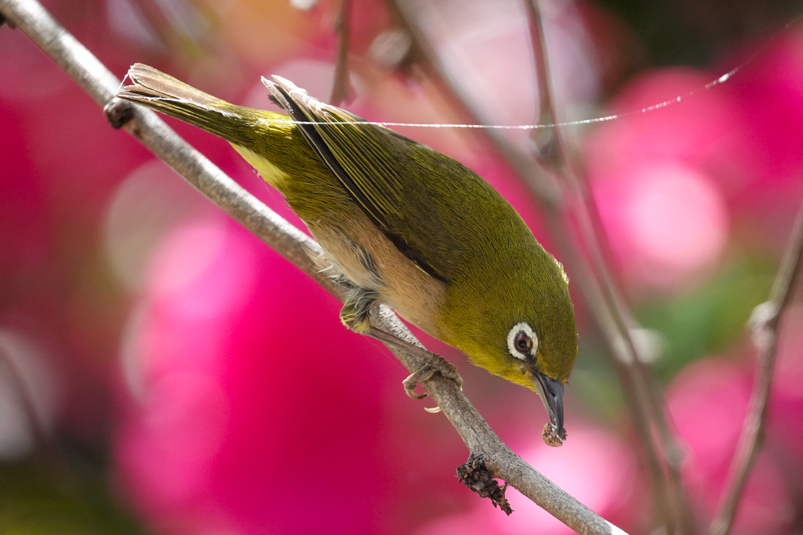 Warbling White-eye