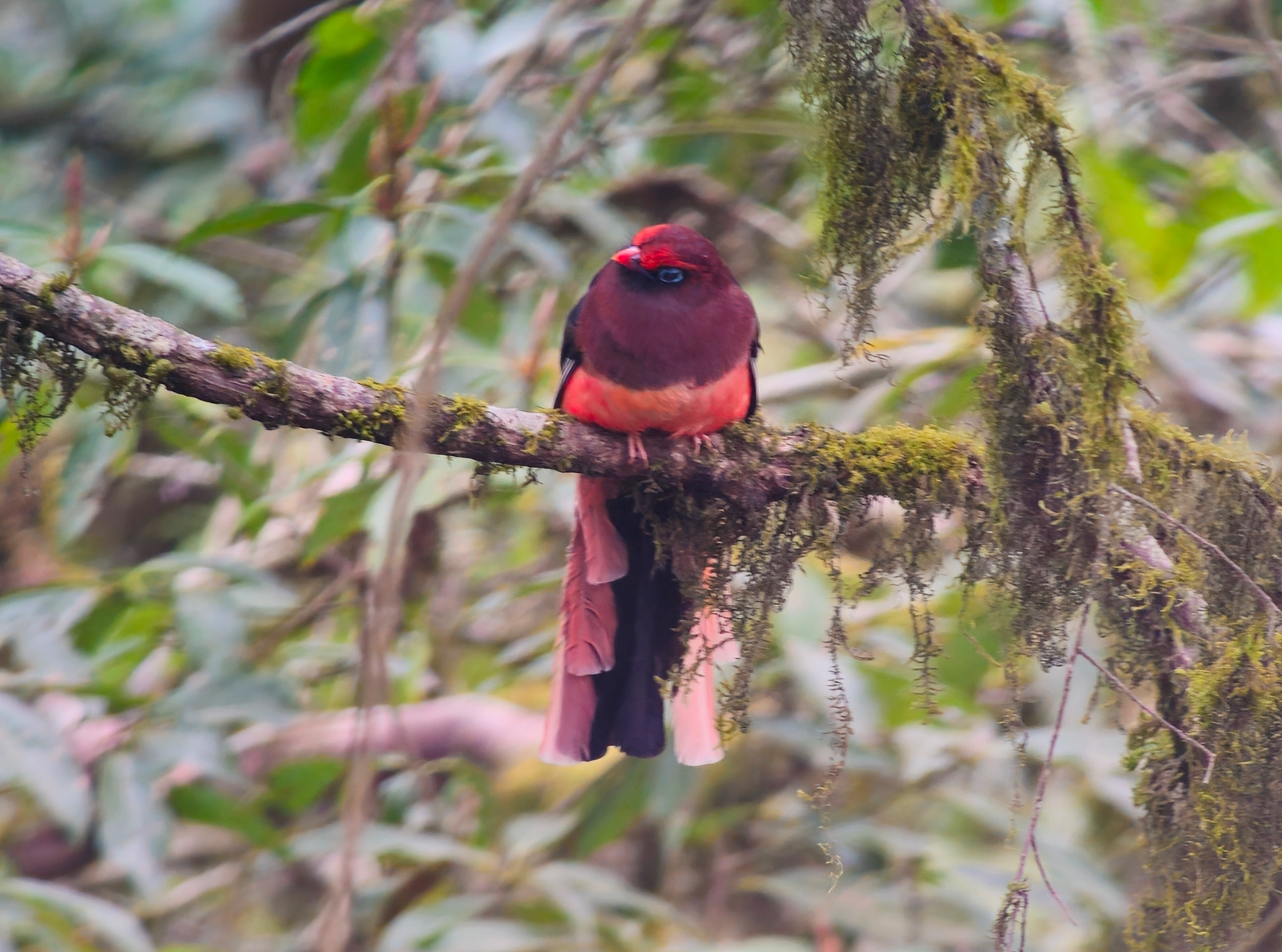 Ward's Trogon