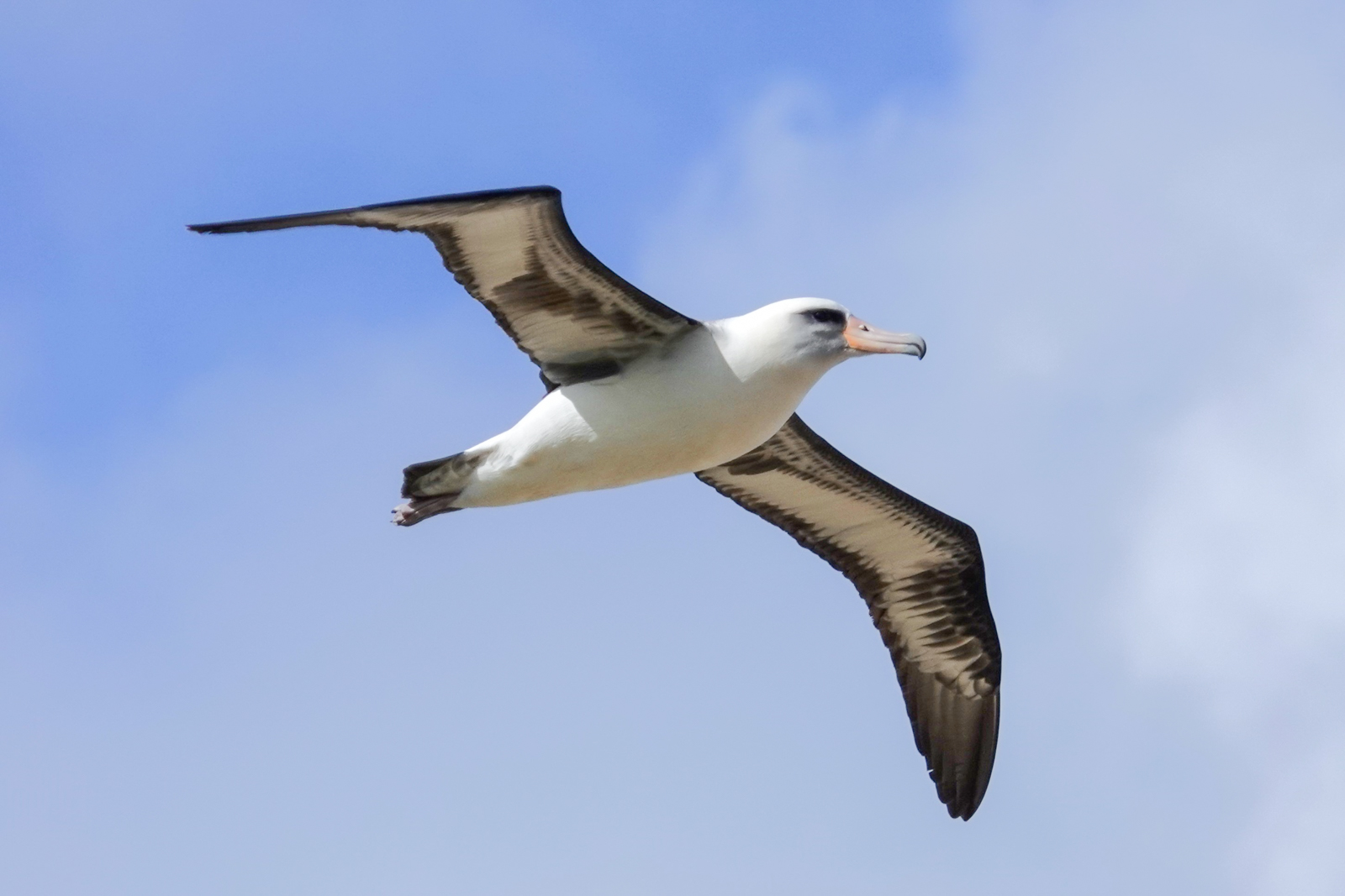 Laysan Albatross