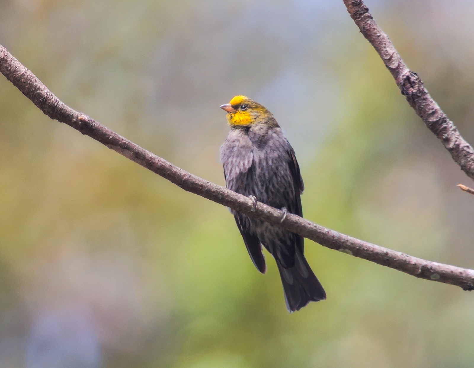 Yellow-rumped Honeyguide