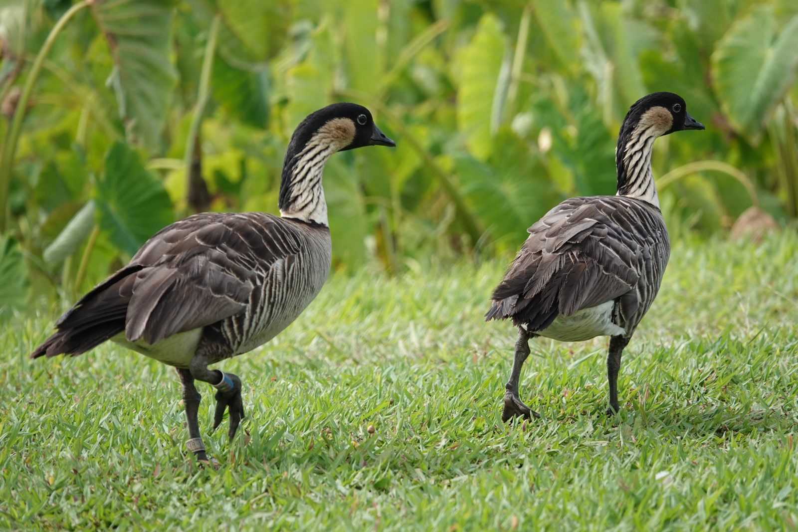 Hawaiian Geese