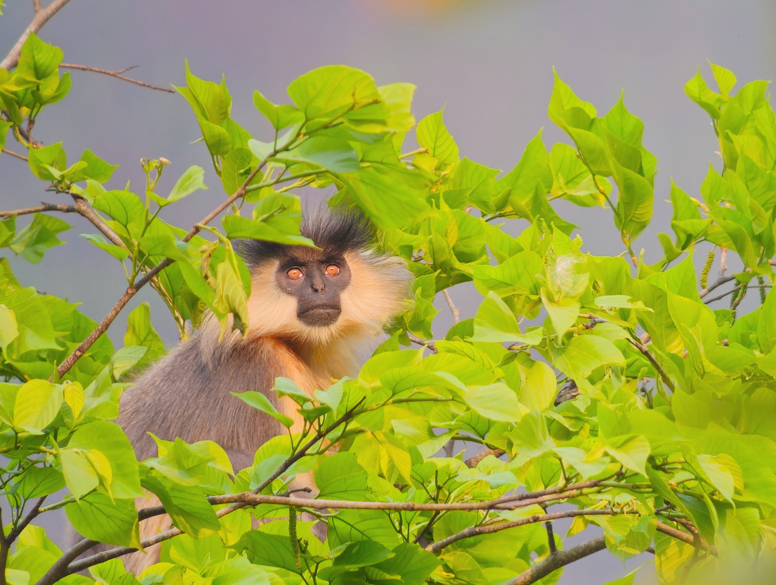 Capped Langur, Bhutan