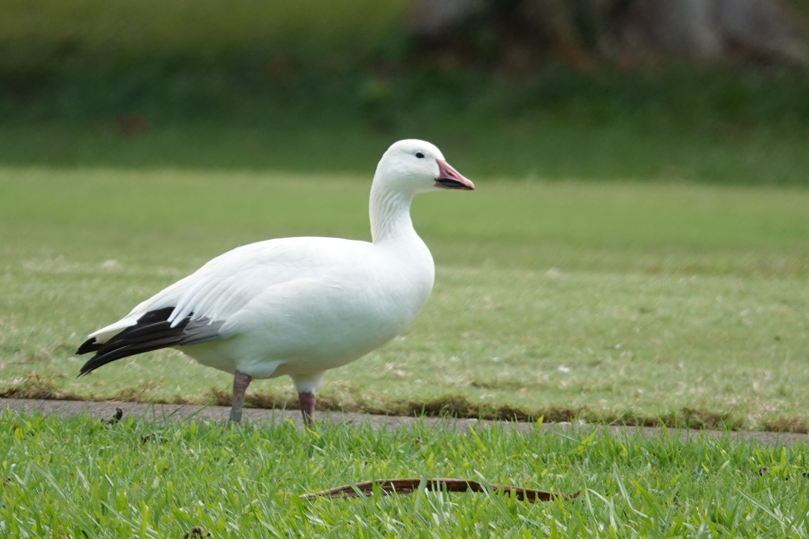Snow Goose
