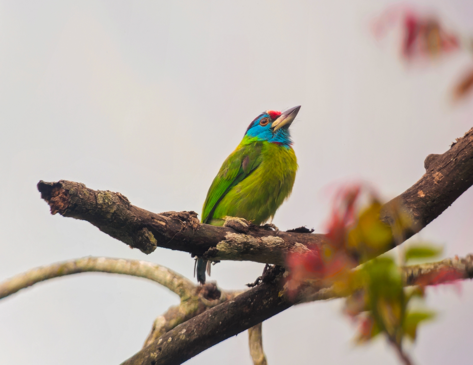 Blue-throated Barbet, Bhutan