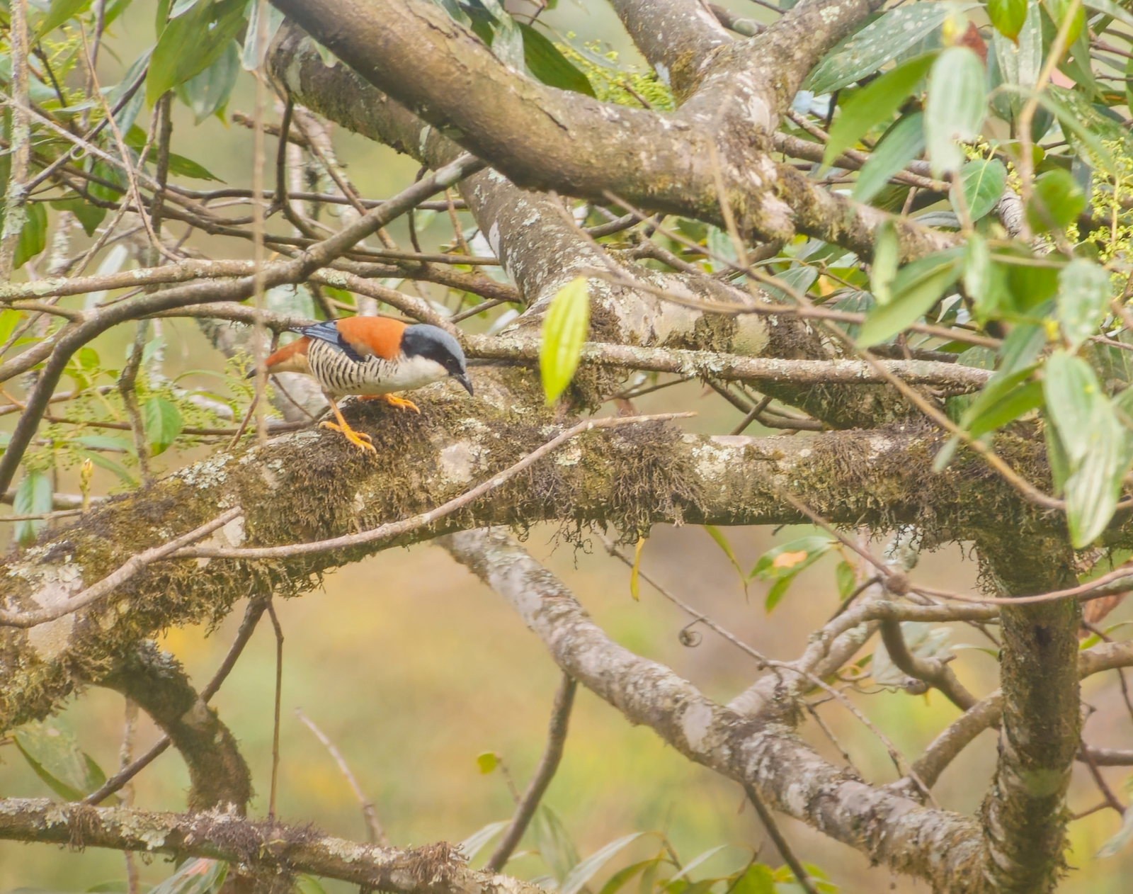 Himalayan Cutia in forest