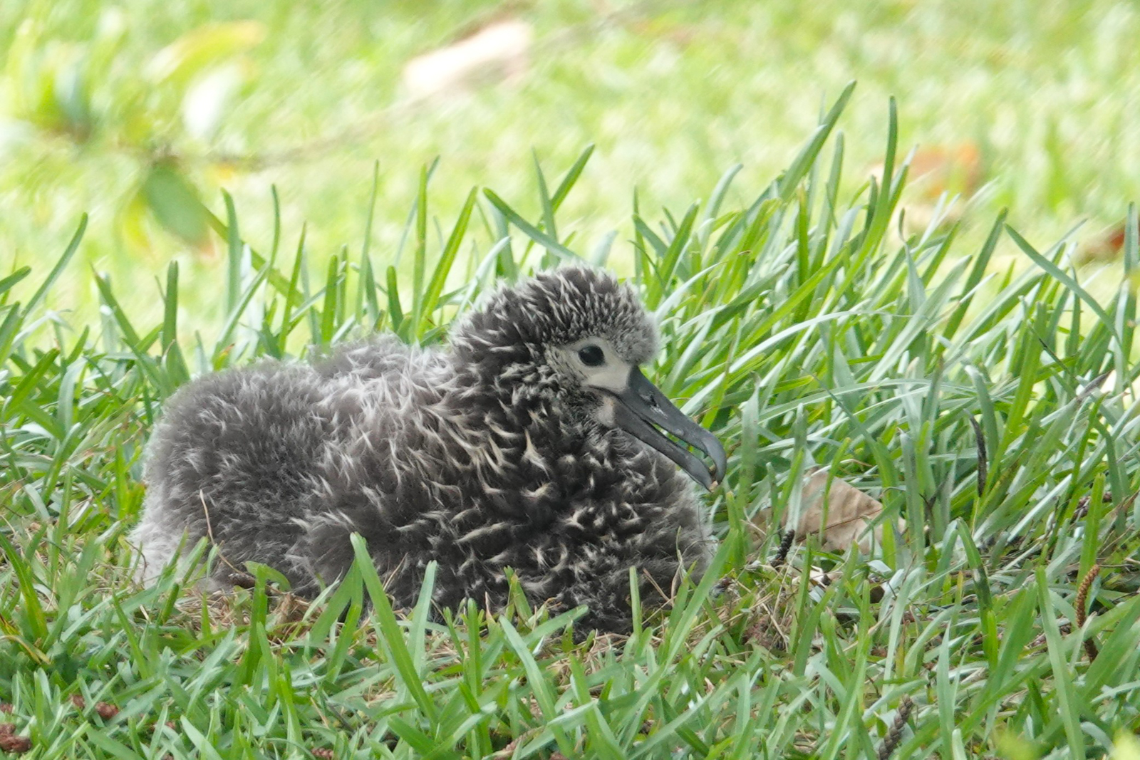Laysan Albatross chick