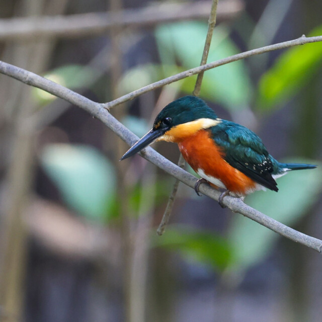 American Pygmy Kingfisher