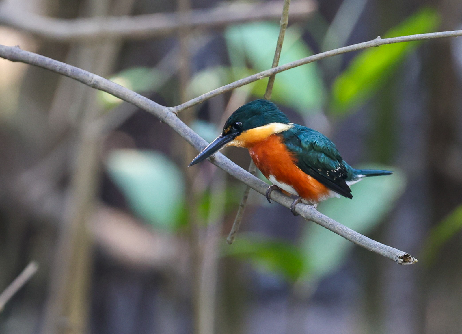 American Pygmy Kingfisher