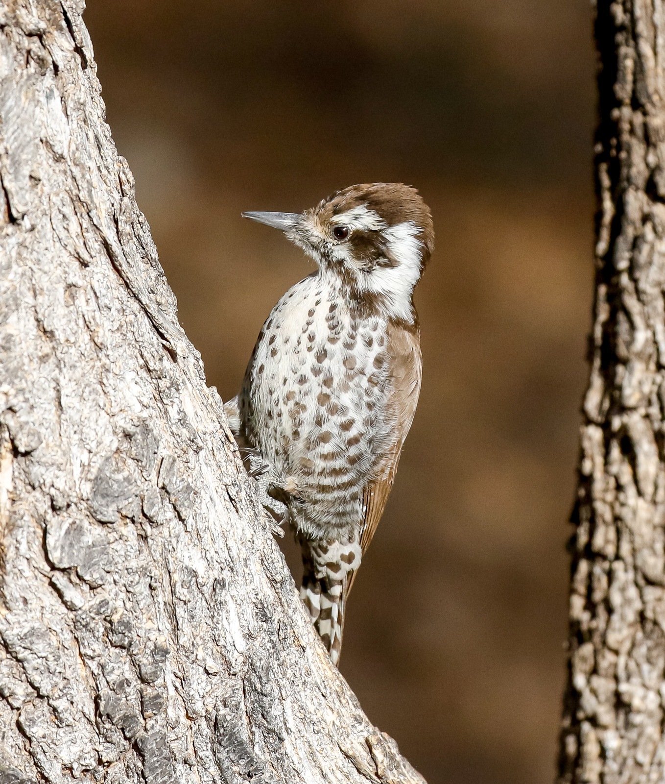Arizona Woodpecker