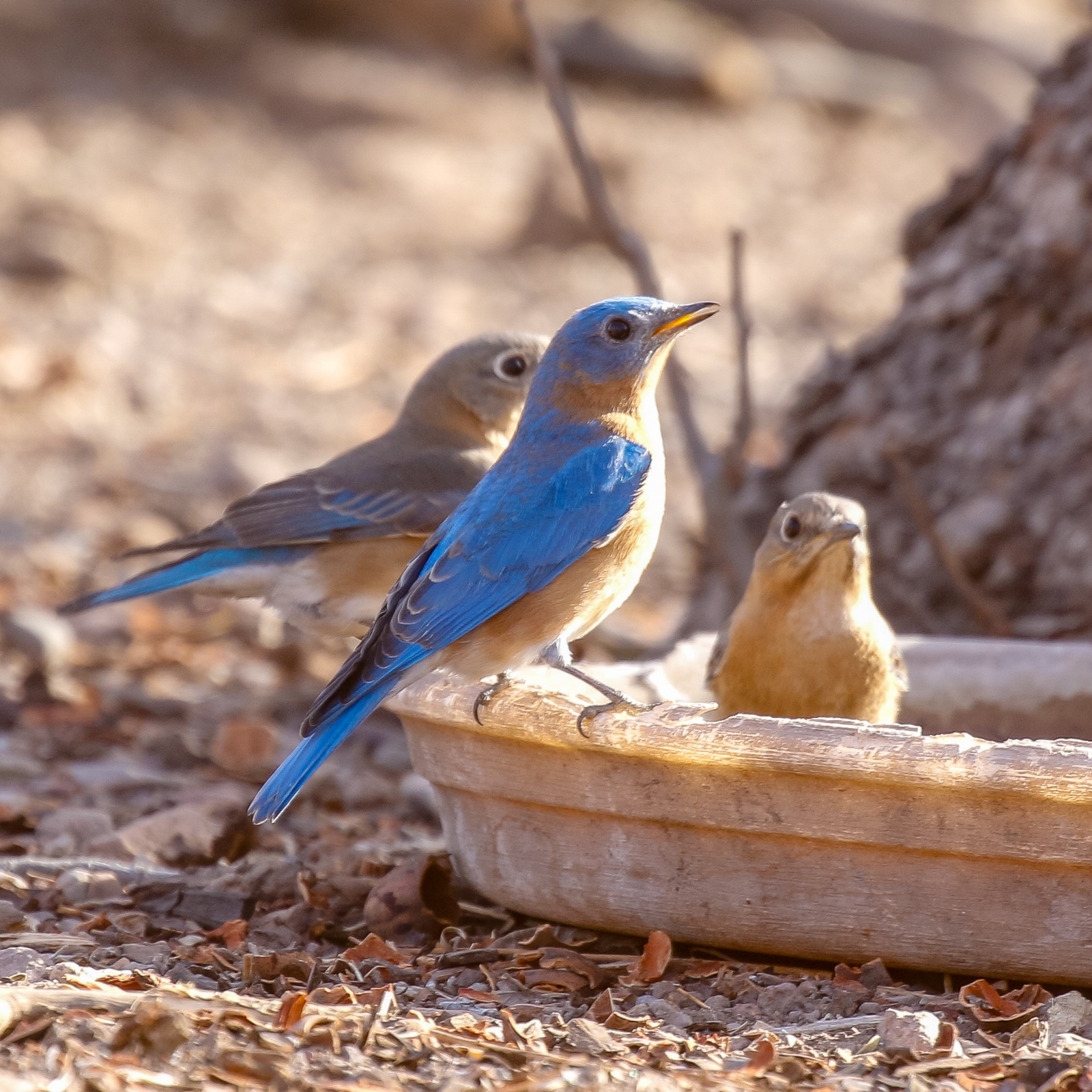 (Azure) Eastern Bluebird