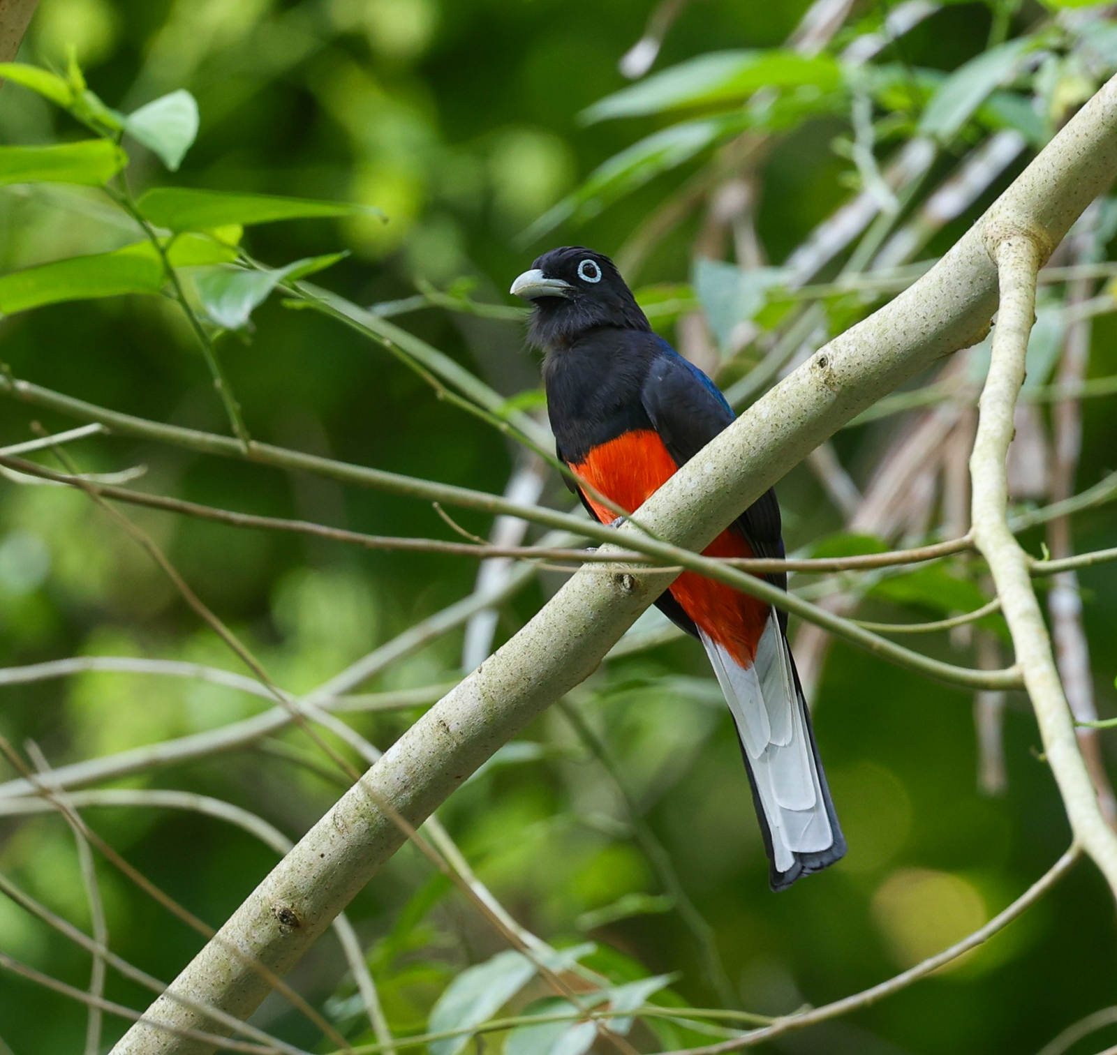Baird's Trogon