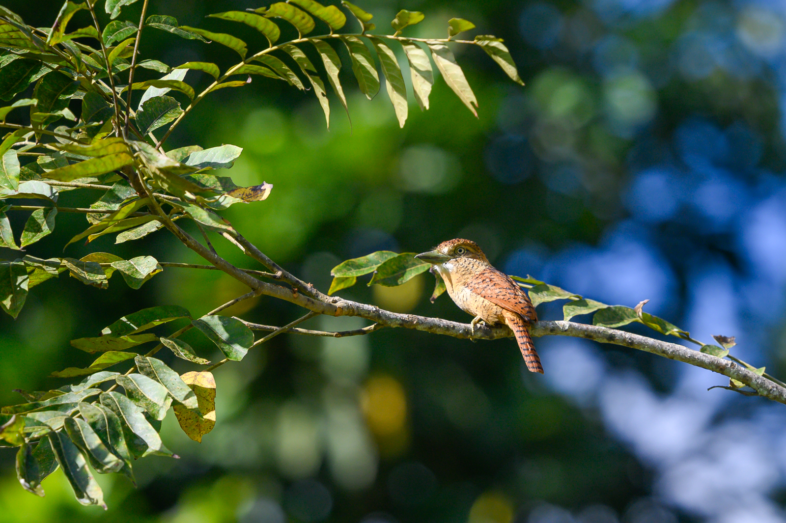 Barred Puffbird