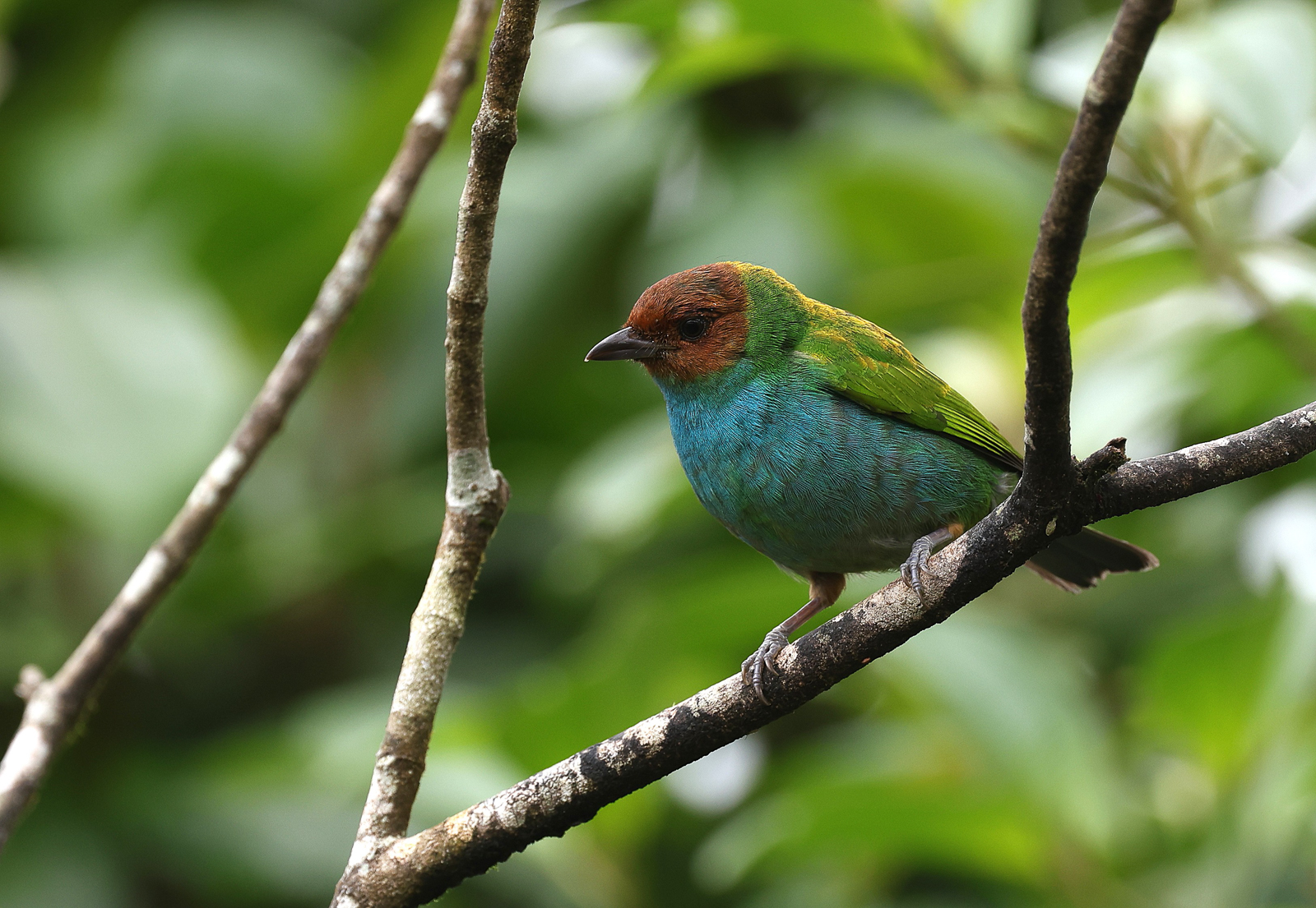 Bay-headed Tanager