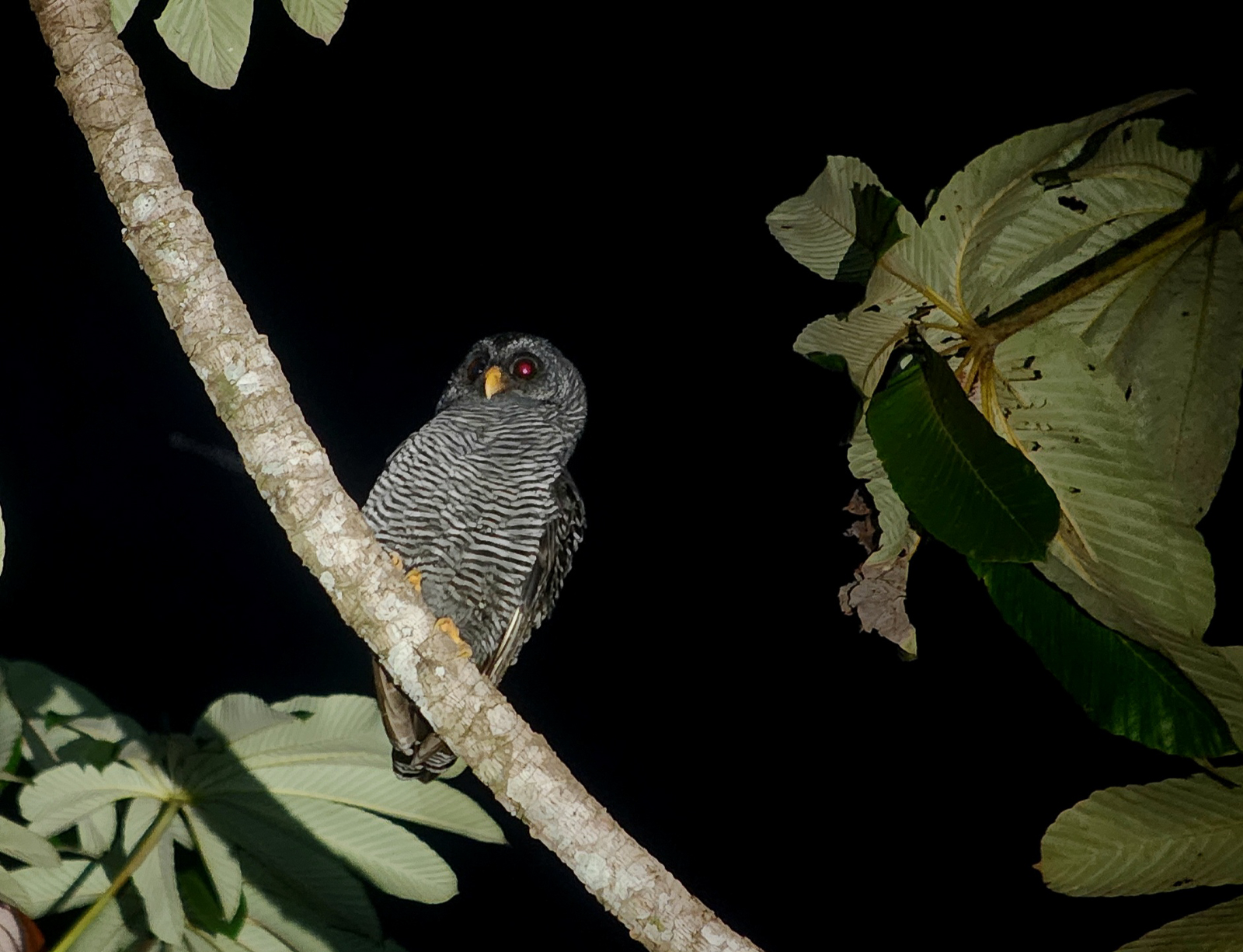 Black-banded Owl