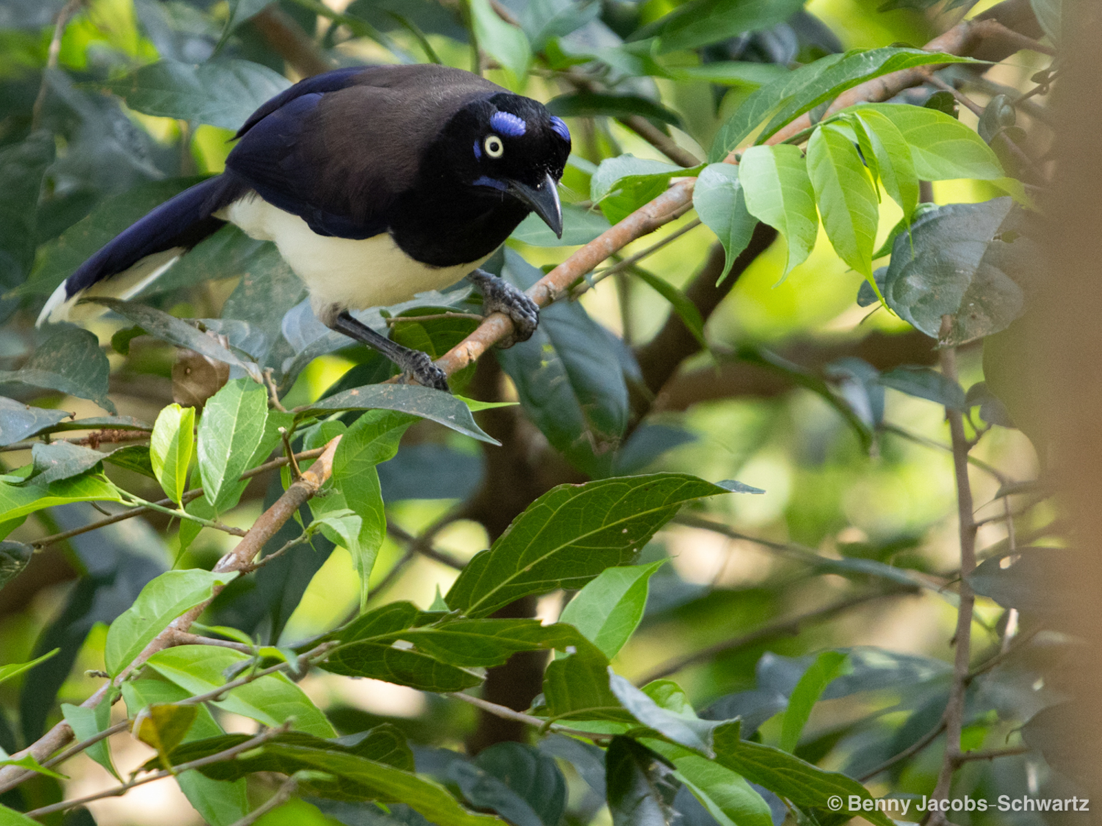 Black-chested Jay