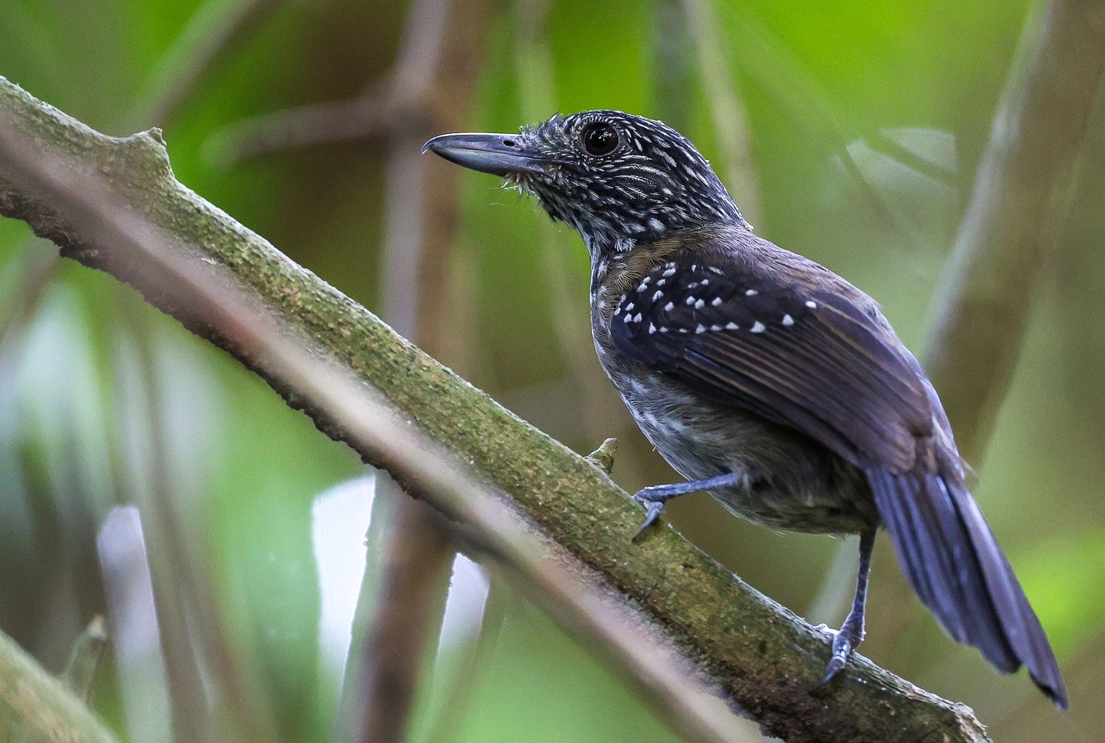 Black-hooded Antshrike