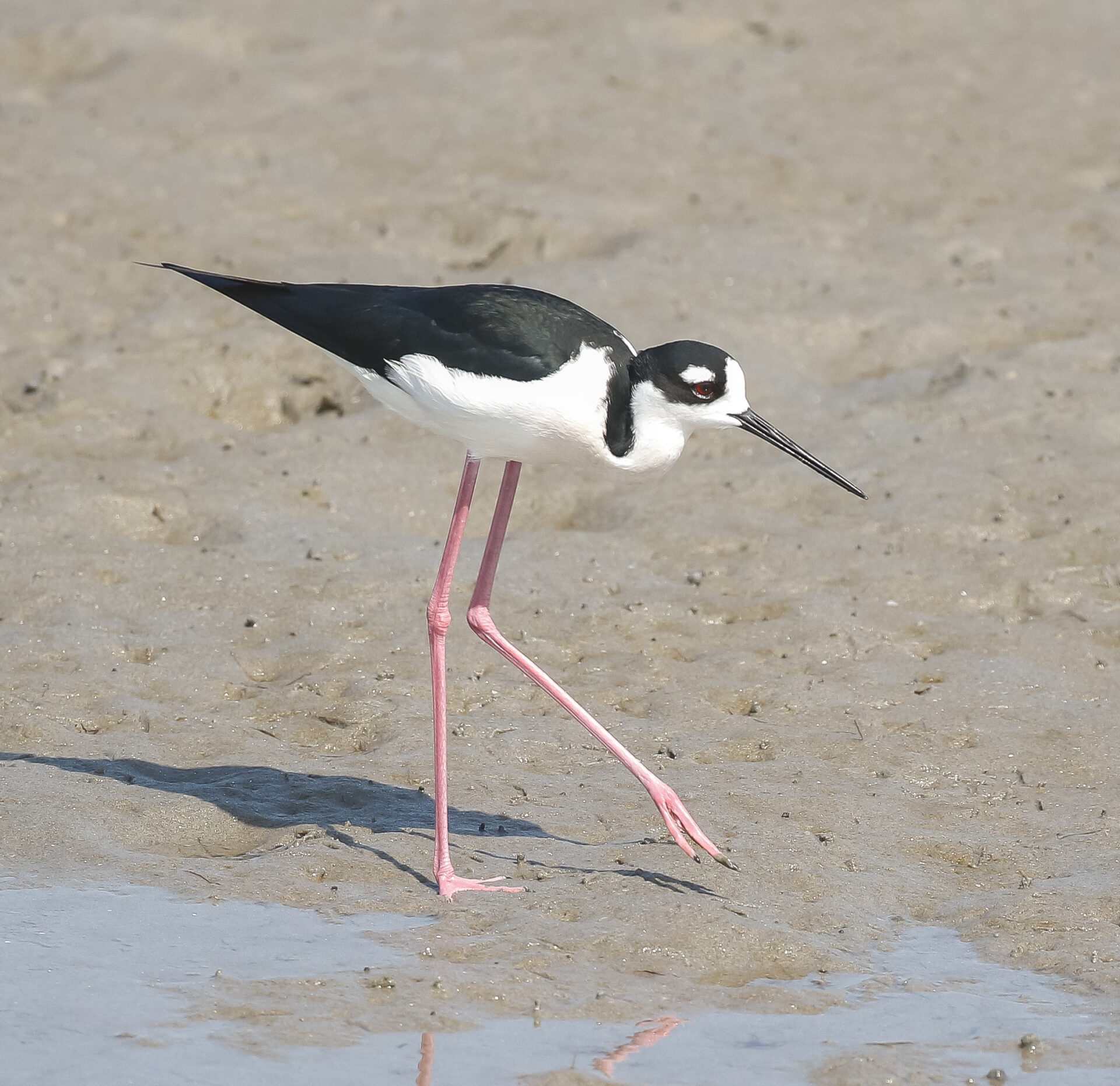 Black-necked Stilt